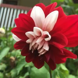 pink and red flower