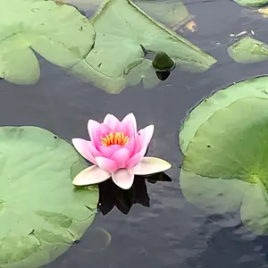 pink lotus flower in a lake of lillypads